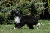 CHIEN NU CHINOIS 090